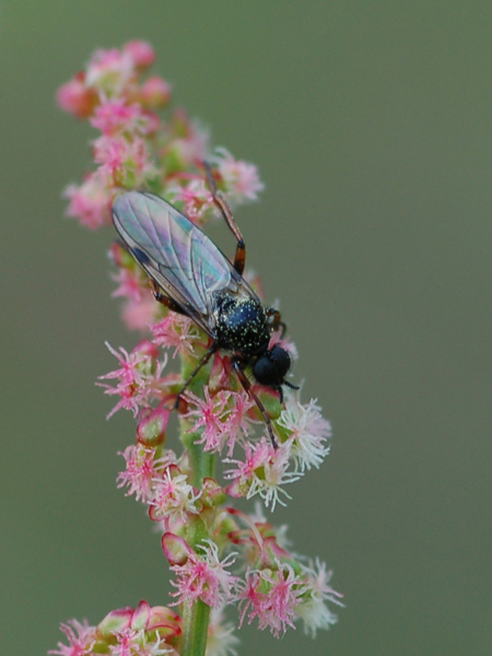 Diptera Bibio sp